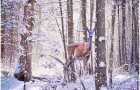 Deer in Snow