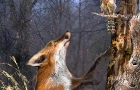 Fox and Jaybird