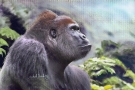 gorilla-in-mist-4-print