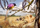 Watching Lions
