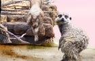 Meerkat & Lion