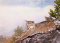 MISTY MORN,  BOBCAT