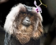 Monkey King