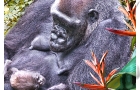 Mother & Child
