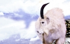Mountain Goat