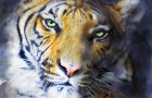 NIGHT TIGER