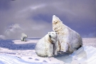 Polar Bears