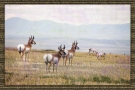 Pronghorns