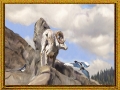 Ram-Magpies-