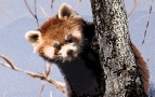 Red Panda #1