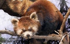 Red Pandas