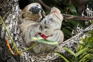 Sloth #1