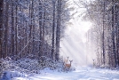 Three Deer in Snow
