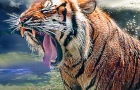 TIGER- TIGER