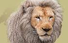White lion  #1