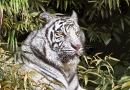 White Tiger #1