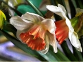 Daffodils #1