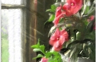 Flowerpot at Window