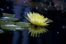 Water lilly #2