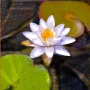 White-Waterlilly