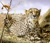 Cheetah & Chamelon