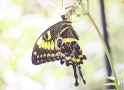 Tropic Butterfly