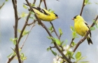 goldfinch-spring-4-print