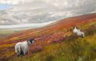 Sheep in Scottish Heather
