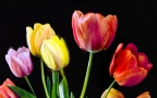 tulips-in-vase
