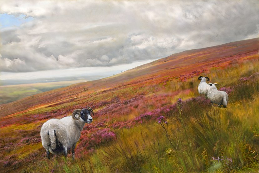 Sheep in Scottish Heather