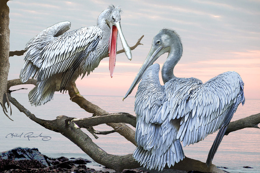 blue-pelicans