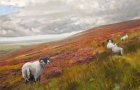 Sheep-and-Heather-4-web-2