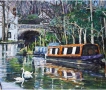 Boat Swans