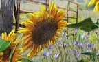 Sunflower and Cornflower