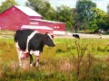 Cow: Red Barn