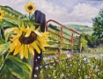 Sunflower at Gate