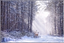 Three Deer in Snow