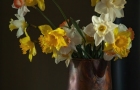 DAFODILS-IN-COPPER-POT